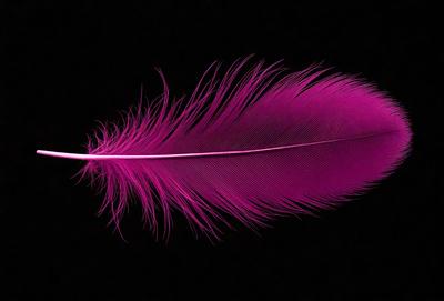 The primary subject of the image is a pink feather, which is the main object, scene, or focus of the image. The setting or background is a black surface, which provides a contrasting backdrop for the pink feather. The visual style of the image is a close-up of the pink feather, showcasing its details and texture. The colors and mood of the image are predominantly pink, giving it a soft and delicate appearance.