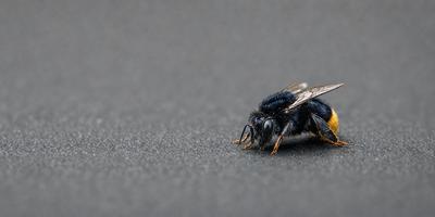 The primary subject of the image is a black and yellow bee. The bee is resting on a gray surface, which could be a concrete floor or a similar textured background. The visual style of the image is a close-up of the bee, showcasing its details and colors. The overall atmosphere of the image is calm and focused on the bee's presence.