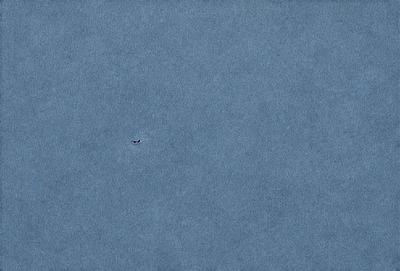 The primary subject of the image is a bird flying in the sky. The bird is positioned in the middle of the scene, with its wings spread out. The setting is a vast, open sky, which provides a sense of freedom and space. The visual style of the image is a photo, capturing the bird in its natural environment. The colors in the image are predominantly shades of blue, which contribute to a calm and serene atmosphere.