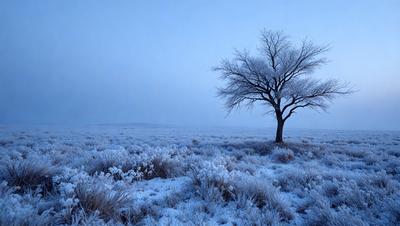 Snowy Trees