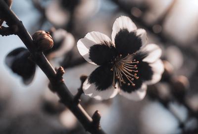 The primary subject of the image is a close-up of a flower, possibly a cherry blossom, with a black center. The setting is a tree branch, and the visual style appears to be a photo. The dominant colors are white and black, with the white petals of the flower contrasting against the black center. The overall atmosphere of the image is serene and beautiful.