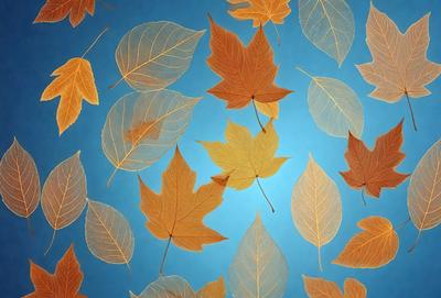 The primary subject of the image is a collection of leaves, which are the main objects in the scene. The leaves are arranged in a pattern, creating a visually appealing and artistic display. The setting is a blue background, which provides a contrasting and complementary color to the leaves. The visual style of the image is a combination of photo and digital art, as it captures the beauty of the leaves in a unique and creative manner. The dominant colors in the image are orange and blue, which create a warm and inviting atmosphere.