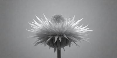 The primary subject of the image is a large, white flower with a prominent center. The flower is situated in a gray, textured background, which adds a sense of depth and contrast to the scene. The visual style of the image is a close-up, which emphasizes the details of the flower. The dominant colors in the image are white and gray, creating a calm and serene atmosphere.