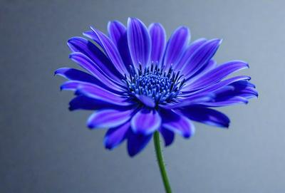 The primary subject of the image is a purple flower with a blue center, sitting on a gray background. The visual style appears to be a photo, as the flower is in focus and the background is blurred. The dominant colors are purple and blue, creating a calm and serene atmosphere.