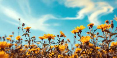 Primary subject: Yellow flowers in a field.
Setting/background: A blue sky with clouds.
Visual style: A photo of the flowers.
Colors and mood: The flowers are bright yellow, and the overall atmosphere is cheerful and lively.