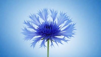 The primary subject of the image is a blue flower with a long stem. The setting is a blue background, which creates a striking contrast with the flower. The visual style is a close-up of the flower, showcasing its details. The dominant colors are blue and purple, giving the image a calm and serene atmosphere.