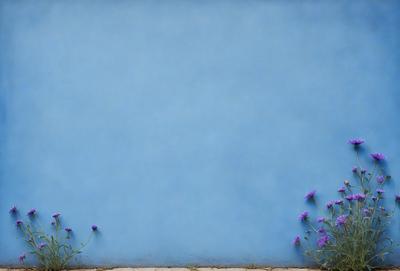 The primary subject of the image is a blue wall with purple flowers growing out of it. The setting is an outdoor environment, and the visual style appears to be a photo. The dominant colors are blue and purple, creating a calm and serene atmosphere.
