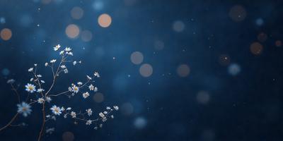 The primary subject of the image is a flower, which is the main object, scene, or focus of the image. The setting or background is a dark blue sky, and the visual style is a photo. The dominant colors and overall atmosphere are a mix of white and blue, creating a serene and peaceful mood.