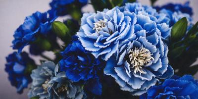 The primary subject of the image is a bouquet of blue flowers, which are the main focus of the scene. The flowers are arranged in a vase, creating a visually appealing display. The setting is indoors, with a table visible in the background. The visual style of the image is a photo, capturing the beauty of the blue flowers in detail. The colors and mood of the image are predominantly blue, creating a calm and serene atmosphere.