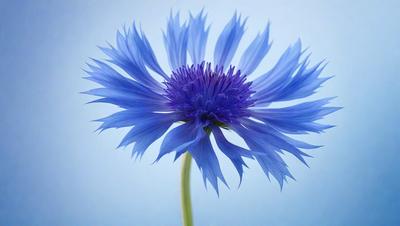 The primary subject of the image is a blue flower with purple petals. The setting is a blue background, which creates a striking contrast with the flower. The visual style is a close-up of the flower, showcasing its details. The dominant colors are blue and purple, giving the image a calm and serene atmosphere.