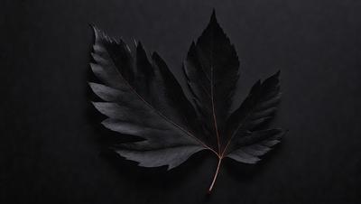 The primary subject of the image is a large, dark, and possibly dead leaf. The leaf is prominently displayed on a black background, which creates a striking contrast. The visual style of the image is a close-up of the leaf, showcasing its details and texture. The colors in the image are predominantly black, giving it a moody and dramatic atmosphere.