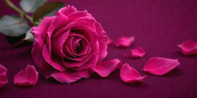 The primary subject of the image is a single pink rose. The rose is placed on a purple surface, which adds a contrasting color to the scene. The visual style of the image is a close-up of the rose, showcasing its details and beauty. The colors and mood of the image are predominantly pink and purple, creating a sense of elegance and romance.