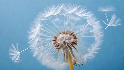 The primary subject of the image is a dandelion flower, which is the main object, scene, or focus of the image. The setting is a blue background, which provides a contrasting and visually appealing environment. The visual style of the image is a photo, capturing the natural beauty of the dandelion flower. The colors and mood of the image are predominantly white and yellow, giving it a fresh and vibrant appearance.