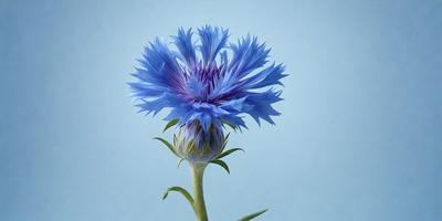 The primary subject of the image is a single blue flower with purple petals, which is prominently displayed in the foreground. The setting is a blue background, which creates a contrasting and visually appealing environment. The visual style of the image is a close-up, which emphasizes the details of the flower. The dominant colors in the image are blue and purple, creating a calm and serene atmosphere.