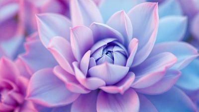 The primary subject of the image is a large, pink flower with a white center. The flower is the main focus of the image, and it is set against a purple background. The visual style of the image is a close-up of the flower, showcasing its details and beauty. The dominant colors in the image are pink and purple, creating a warm and inviting atmosphere.