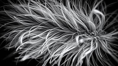 The primary subject of the image is a close-up of a white, fluffy, and curly hair. The setting is a black background, which contrasts with the white hair. The visual style is a close-up of the hair, showcasing its texture and details. The colors and mood of the image are predominantly black and white, giving it a classic and elegant appearance.