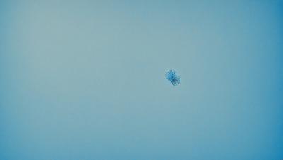 The primary subject of the image is a small flower, which is the main object in the scene. The setting is a blue sky, and the visual style appears to be a photo. The colors in the image are predominantly blue, creating a calm and serene atmosphere.