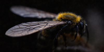 The primary subject of the image is a close-up of a bee's wing. The setting is a dark background, which contrasts with the bee's wing, making it the focal point of the image. The visual style is a black and white photo, which adds a classic and timeless feel to the image. The colors and mood are predominantly dark, with the bee's wing being the only bright and prominent feature in the scene.