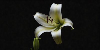 The primary subject of the image is a white flower with a brown center, which is the main focus of the image. The setting is a dark background, creating a dramatic contrast with the flower. The visual style is a close-up of the flower, showcasing its details. The colors and mood of the image are predominantly dark, with the white flower standing out as the main point of interest.