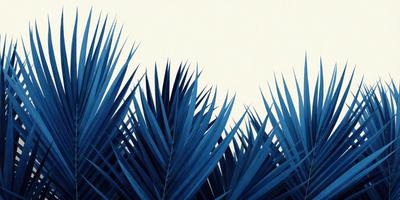 The primary subject of the image is a close-up of a blue palm tree with a white background. The setting is a field of blue palm trees, creating a serene and peaceful atmosphere. The visual style is a combination of a photo and a digital art, giving the image a unique and artistic appearance. The dominant colors are blue and white, with the blue palm trees and white background creating a striking contrast.