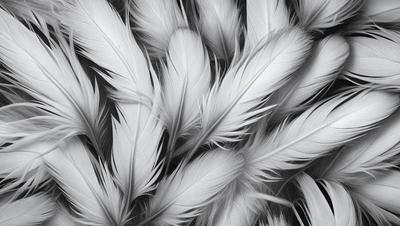 The primary subject of the image is a close-up of a white bird's feathers. The setting is a black and white background, which adds a classic and timeless feel to the image. The visual style is a combination of a photo and a drawing, creating a unique and artistic representation of the bird's feathers. The colors and mood of the image are predominantly black and white, with the white bird's feathers standing out against the dark background.