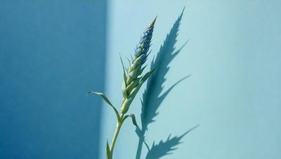The primary subject of the image is a tall, blue-purple plant with a single flower. The plant is growing in a blue-green field, and its shadow is cast on the wall behind it. The visual style of the image is a photo, capturing the beauty of the plant and its surroundings. The colors and mood of the image are serene and calming, with the blue-purple hues of the plant and the blue-green field creating a peaceful atmosphere.