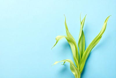 The primary subject of the image is a green leafy plant, which is the main focus of the image. The plant is growing on a blue wall, creating a striking contrast between the greenery and the blue background. The visual style of the image is a close-up of the plant, showcasing its details and texture. The colors and mood of the image are predominantly green and blue, giving it a calm and serene atmosphere.