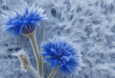 The primary subject of the image is a blue flower with a frosty, icy appearance. The flower is surrounded by a snowy, frosty background, which adds to the overall atmosphere of the scene. The visual style of the image is a close-up of the flower, showcasing its unique and captivating appearance. The colors and mood of the image are predominantly blue, with the frosty elements creating a sense of coldness and beauty.