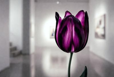 Purple flower in a white room.