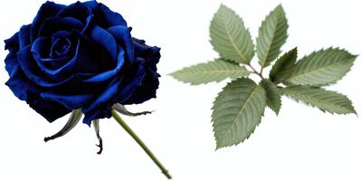 The primary subject of the image is a blue rose, which is the main object, scene, or focus of the image. The setting is a white background, which provides a clean and minimalistic environment. The visual style is a photo, capturing the beauty of the blue rose in its natural form. The colors and mood of the image are predominantly blue, creating a calm and serene atmosphere.