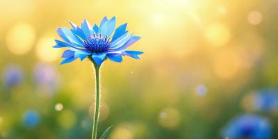 Primary subject: A blue flower with purple petals.

Setting/background: A grassy field with sunlight shining on the flower.

Visual style: A photo of the flower in the field.

Colors and mood: The dominant colors are blue and purple, creating a calm and serene atmosphere.
