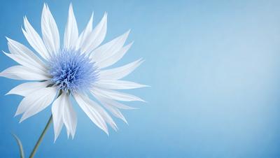 The primary subject of the image is a single white flower with a blue center, which is the main focus of the image. The setting is a blue background, which creates a contrasting and visually appealing environment. The visual style of the image is a close-up of the flower, showcasing its details and beauty. The colors and mood of the image are predominantly blue and white, giving it a calm and serene atmosphere.