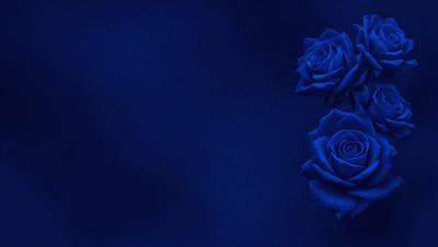 The primary subject of the image is a close-up of three blue roses. The setting is a dark blue background, which creates a dramatic and moody atmosphere. The visual style is a photo, capturing the beauty of the roses in detail. The colors and mood of the image are predominantly dark blue, with the blue roses being the main focus and source of visual interest.