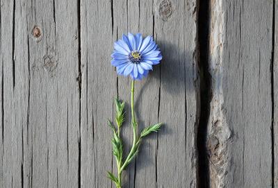 The primary subject of the image is a single blue flower, which is placed on a wooden surface. The setting appears to be a wooden wall or a wooden table, with the flower being the main focus of the scene. The visual style of the image is a close-up of the flower, showcasing its details and colors. The dominant colors in the image are blue and green, creating a calm and serene atmosphere.