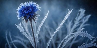 The primary subject of the image is a single blue flower, which is the main focus of the scene. The setting is a frosty, icy environment, with the flower standing out against the cold, blue background. The visual style of the image is a close-up of the flower, with a clear and detailed representation of the flower's petals and stems. The colors in the image are predominantly blue, with the flower being the most prominent and vibrant color in the scene. The overall atmosphere of the image is