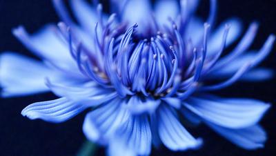 The primary subject of the image is a blue flower with a long stem. The setting is a dark background, which contrasts with the vibrant blue color of the flower. The visual style appears to be a close-up of the flower, showcasing its details. The dominant colors in the image are blue and purple, creating a serene and calming atmosphere.