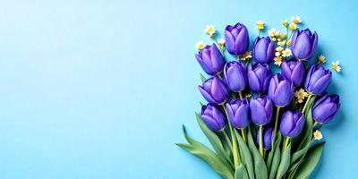 The primary subject of the image is a bouquet of purple tulips. The setting is a blue wall, which serves as the backdrop for the flowers. The visual style is a close-up of the flowers, showcasing their beauty and details. The colors and mood of the image are predominantly purple, creating a serene and calming atmosphere.