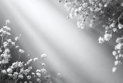 The primary subject of the image is a beautiful white flower, which is the main focus of the scene. The setting is a sunny day, with the sunlight shining through the branches of a tree, creating a warm and inviting atmosphere. The visual style of the image is a black and white photo, which adds a timeless and classic feel to the scene. The dominant colors are white and gray, with the white flower being the most prominent and eye-catching element in the image.