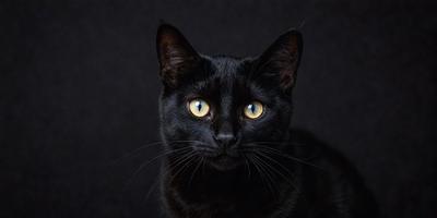 The primary subject of the image is a black cat with yellow eyes. The cat is sitting in a dark room, which creates a moody atmosphere. The visual style of the image is a close-up of the cat, emphasizing its features and expression. The colors in the image are predominantly black and yellow, with the cat's eyes being the most noticeable feature.