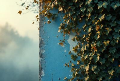 The primary subject of the image is a wall with green ivy growing on it. The setting is an outdoor environment, with the wall being the main object in the scene. The visual style is a photo, capturing the natural growth of the ivy on the wall. The dominant colors in the image are green, which is the color of the ivy, and blue, which is the color of the wall. The overall atmosphere of the image is serene and natural, showcasing the beauty of the ivy growing on the wall