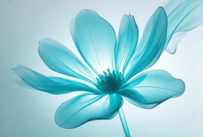 The primary subject of the image is a blue flower, which is the main focus of the scene. The setting is a blue background, which complements the vibrant color of the flower. The visual style of the image is a close-up of the flower, showcasing its details and beauty. The dominant colors in the image are blue and white, creating a serene and calming atmosphere.