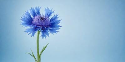The primary subject of the image is a single purple flower with blue petals, which is prominently displayed in the foreground. The setting is a blue background, which creates a striking contrast with the flower. The visual style is a close-up of the flower, emphasizing its details and beauty. The colors and mood of the image are predominantly blue, creating a calm and serene atmosphere.