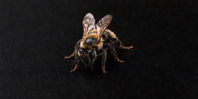 The primary subject of the image is a close-up of a bee's face. The bee is sitting on a black surface, which serves as the setting or background. The visual style of the image is a photo, capturing the bee's features in detail. The colors in the image are predominantly black and brown, creating a somewhat dark and moody atmosphere.