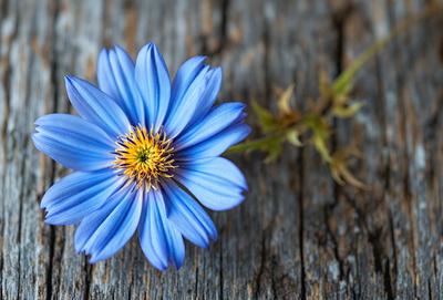 The primary subject of the image is a blue flower with a yellow center, sitting on a wooden surface. The setting is a wooden table, and the visual style is a close-up of the flower. The dominant colors are blue and yellow, creating a calm and serene atmosphere.