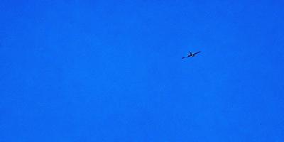 The primary subject of the image is a small airplane flying high in the blue sky. The setting is a clear day with a cloudless sky, providing a perfect backdrop for the airplane. The visual style of the image is a photo, capturing the airplane in its natural environment. The colors and mood of the image are predominantly blue, creating a calm and serene atmosphere.