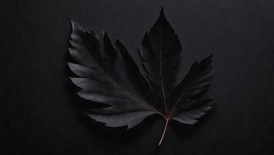 The primary subject of the image is a leaf, which is the main object, scene, or focus of the image. The leaf is placed on a black background, which creates a dramatic and moody atmosphere. The visual style of the image is a photo, capturing the leaf in its natural environment. The colors in the image are predominantly black, with the leaf being the only colorful element, adding a sense of contrast and depth to the scene.