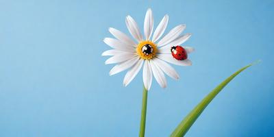 The primary subject of the image is a white flower with a yellow center, which is placed on a blue background. The visual style of the image is a photo, and the dominant colors are white, yellow, and blue. The overall atmosphere of the image is calm and serene, with the flower and ladybug creating a peaceful and harmonious scene.