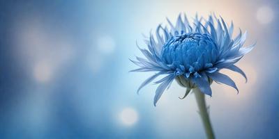 The primary subject of the image is a single blue flower, which is the main focus of the scene. The setting is a blue sky, creating a serene and calming atmosphere. The visual style is a close-up of the flower, showcasing its details and beauty. The dominant colors are blue and white, which contribute to the overall mood of the image.