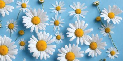 The primary subject of the image is a close-up of white flowers with yellow centers. The flowers are arranged in a pattern, creating a visually appealing composition. The setting is a blue background, which adds a contrasting and calming effect to the scene. The visual style is a combination of photo and digital art, as the flowers are captured in a detailed and artistic manner. The colors and mood of the image are predominantly white and yellow, giving it a fresh and cheerful atmosphere.