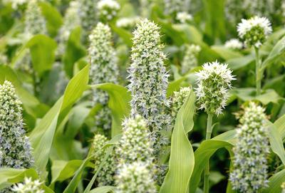 The primary subject of the image is a field of tall, white flowers with green stems. The flowers are scattered throughout the field, creating a beautiful and lush scene. The setting is an outdoor environment, with the flowers growing in a natural setting. The visual style of the image is a photo, capturing the beauty of the flowers in their natural habitat. The colors in the image are predominantly white and green, creating a serene and peaceful atmosphere.